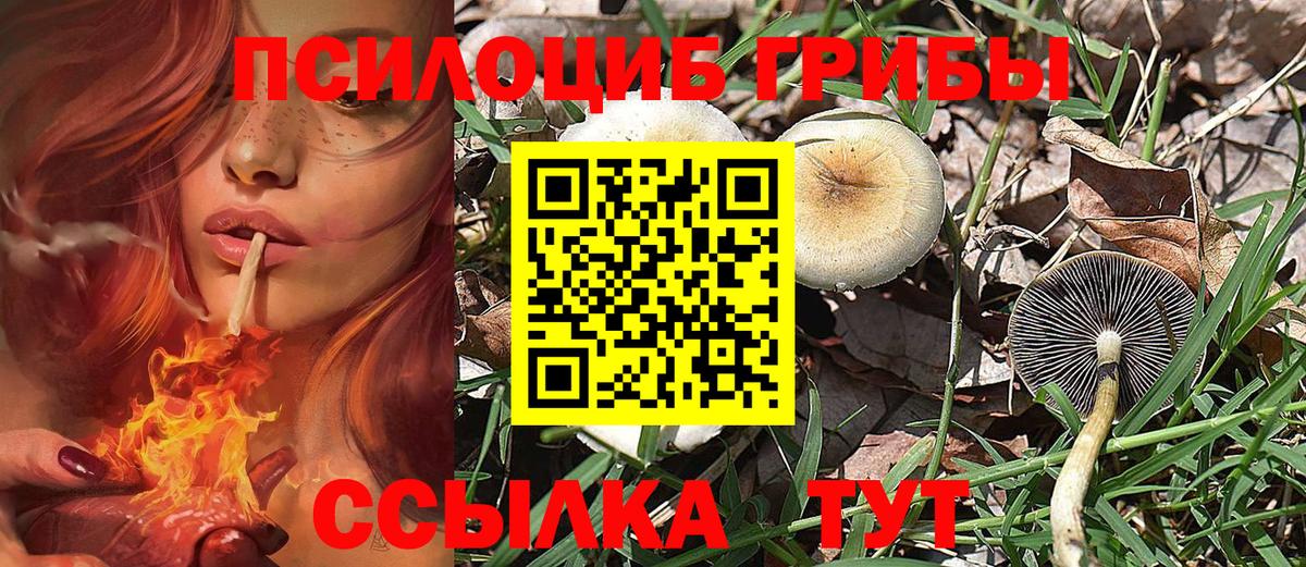 Псилоцибиновые грибы Cubensis Сочи